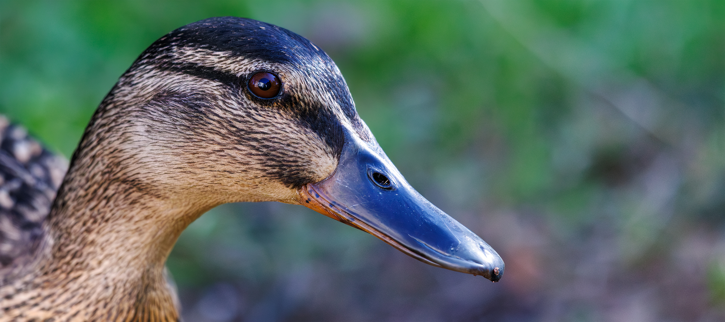 Anas platyrhynchos